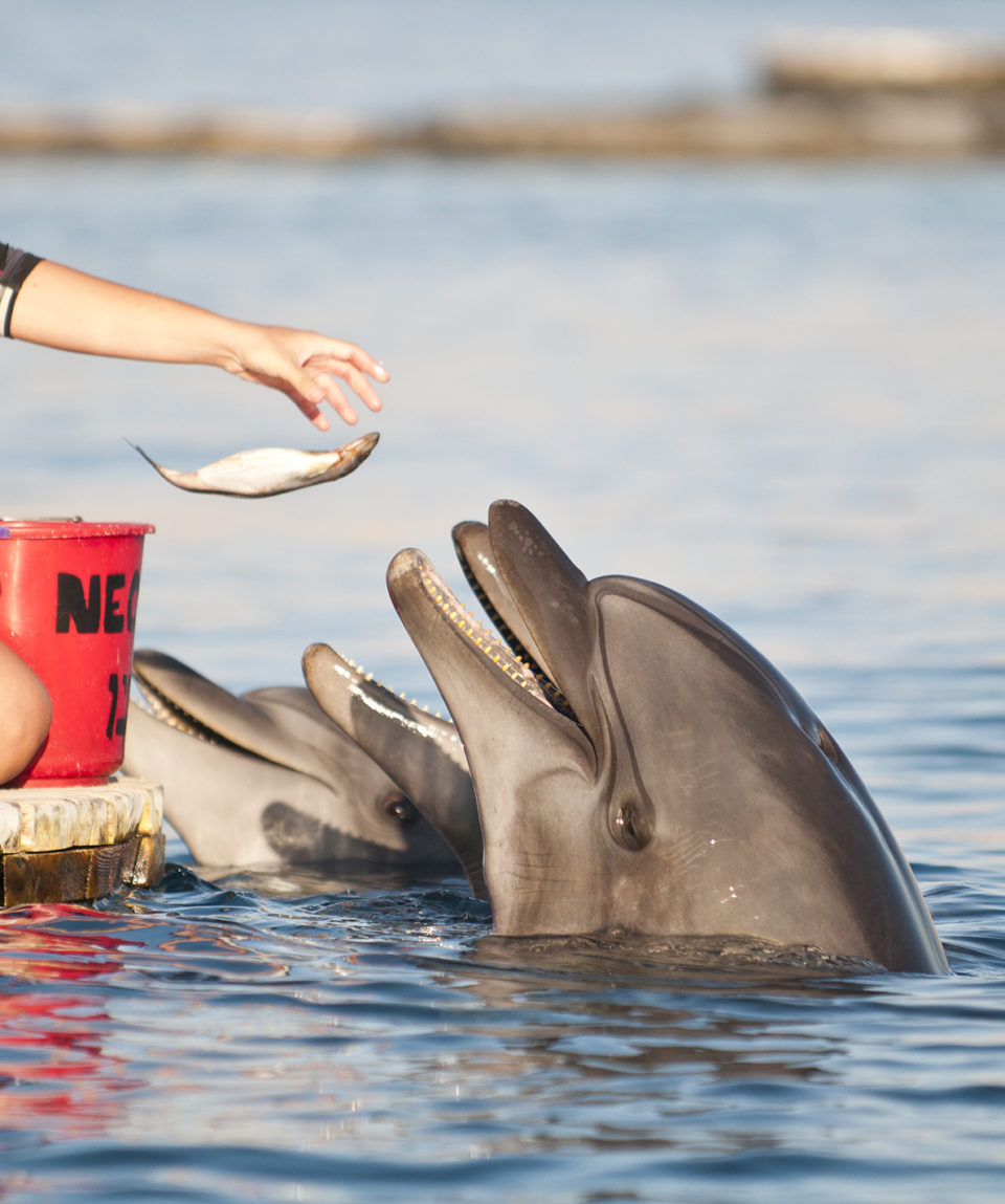 Eilat Dolphin Reef 4 - by Ron BorkinLR